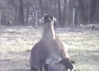 Cute farm animal amateur realistic porn