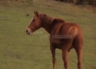 Sexy horses having wild sex in doggy pose