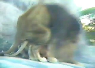 Cute dogs are enjoying quick sex on the camera