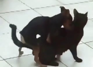 Small doggy fucked a cute kitty in the doggy style