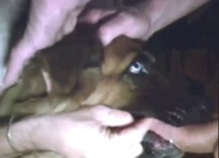 Animal Porn Zoo Videos