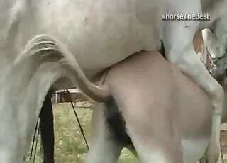 Zoo Sex Lol