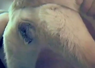 Bestiality porn shows a dog that takes hard dick