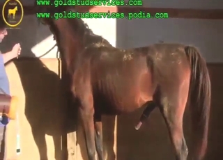 Finding out how horses fuck is transformative