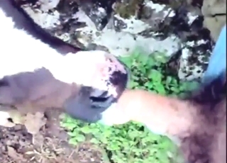 Hot action with a sexy cow, into deep, hot hole