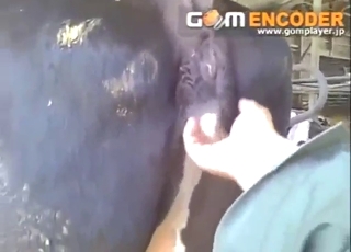 Cow