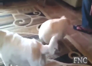 Puppy porn compilation with sexy animals