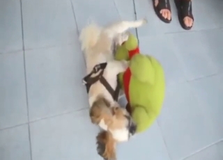 Puppy porn compilation with sexy animals