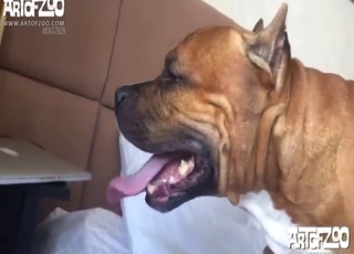 This ripe hottie is going to fuck a dog so so hard