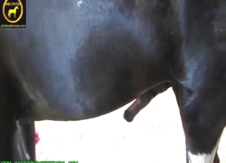 Ask for HORSE COCK examination to receive it