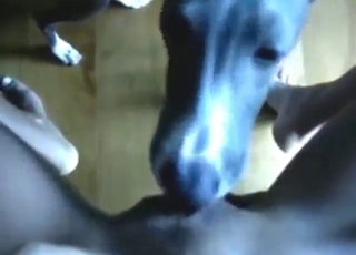 Zoo XXX shows how a dog is going to lick pussy