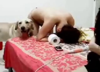 Thorough cunnilingus session with a brunette