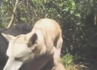 Fuck on all fours with a big booty zoophile