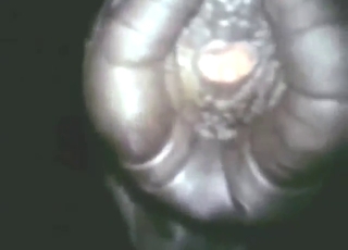 That animal is showing off its pee hole hard