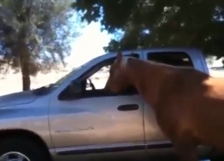 Heavy-duty fingering for random sexy mare