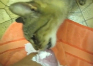 Nice-dicked dude gets licked by a sexy cat