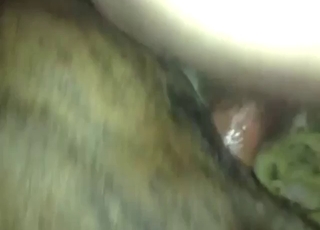 Dude whips out his gay cock to fuck a dog's ass