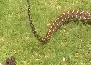 Python shitting its brains out in a hot vid