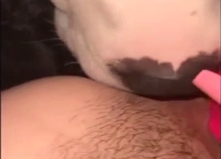 Toy-aided zoophile cunnilingus session in POV