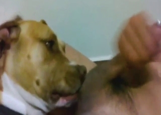 Dog is working on the guy's penis with its tongue