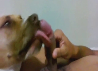 Dog is working on the guy's penis with its tongue