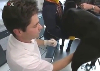 Zoophile reporter looks on as he jerks off dog