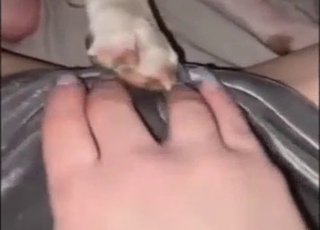 Bestiality porn with paw pussy play up close