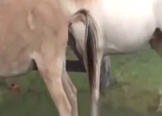 Zoophile voyeur vid: watching horses breeding