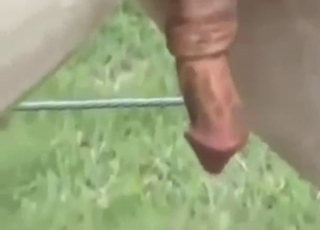Zoophile voyeur vid: watching horses breeding