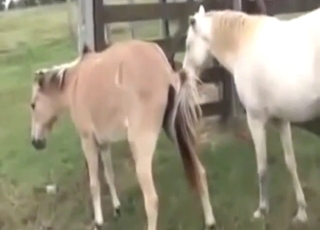 Zoophile voyeur vid: watching horses breeding
