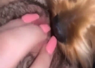 Zoophile porn shows a sexy beast licking her vag