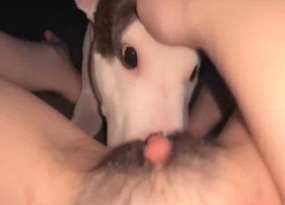 Bestiality porn looks good: hairy girl gets licked