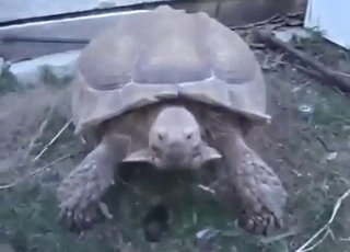 Zoophile porn shows a turtle showcasing its dick