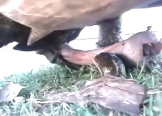 Zoophile porn shows a turtle showcasing its dick