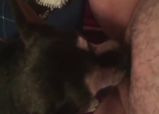 Bestiality sex with a hot dog pleasing the pussy