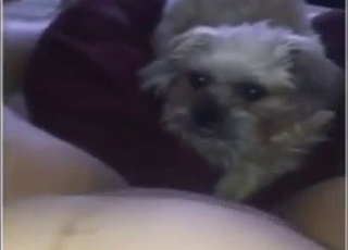 Zoo sex with oral: the chubby hoe gets licked