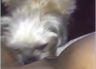 Zoo sex with oral: the chubby hoe gets licked