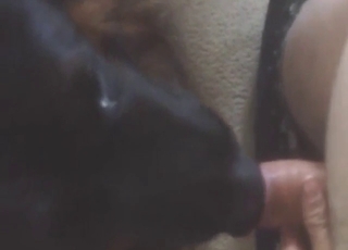 Zoo porn with dick licking and cock worship