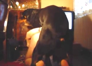 Zoo XXX showing a guy getting his ass rekt