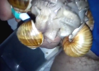 Zoo porn showcasing a snail fucker, he's good