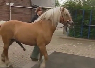 Big dick stallion energy in a cum collection vid