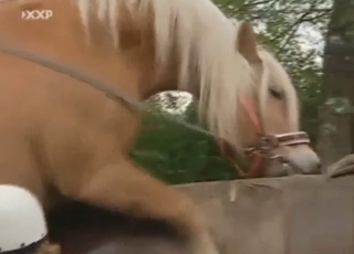 Big dick stallion energy in a cum collection vid