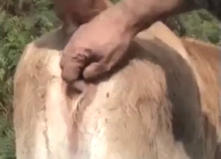 Cow is going to be used by a hard-dicked dude