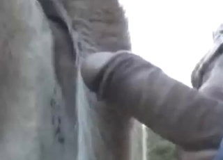 Cow is going to be used by a hard-dicked dude