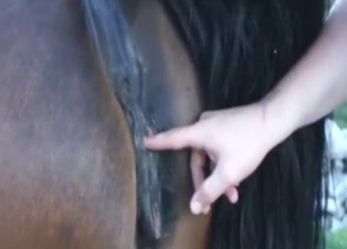 Horse vag is going to get fingered with passion