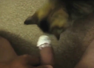 Dude has not one, but two cute cats on his cock