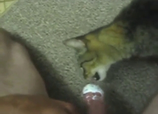 Dude has not one, but two cute cats on his cock