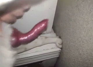 Sexed-up animal is going to get jerked off