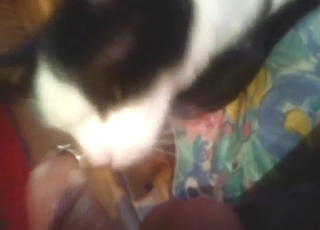 Guy is going to enjoy that cat's tongue all over