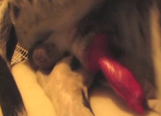 Accidental cock exposure from a sexy Dane